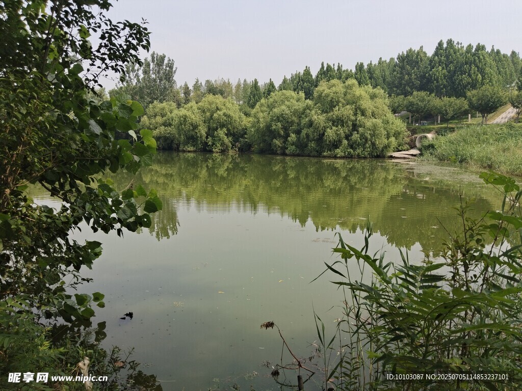 宁静湖畔绿意浓