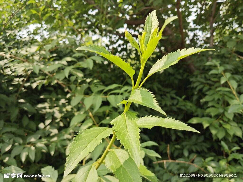 绿叶繁茂的植物