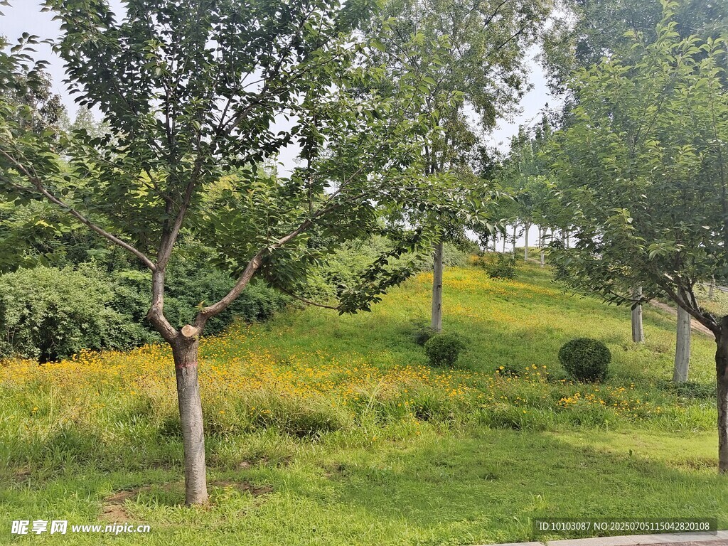 绿意盎然的户外树木景观
