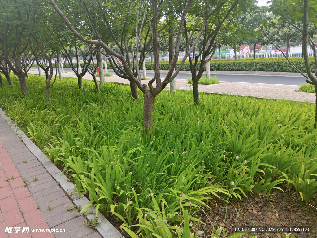 路边绿植景观