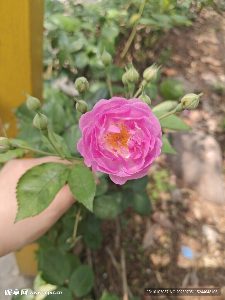 手捧娇艳粉色月季花