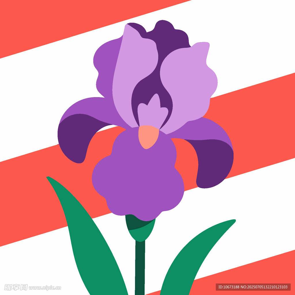 紫色鸢尾花插画