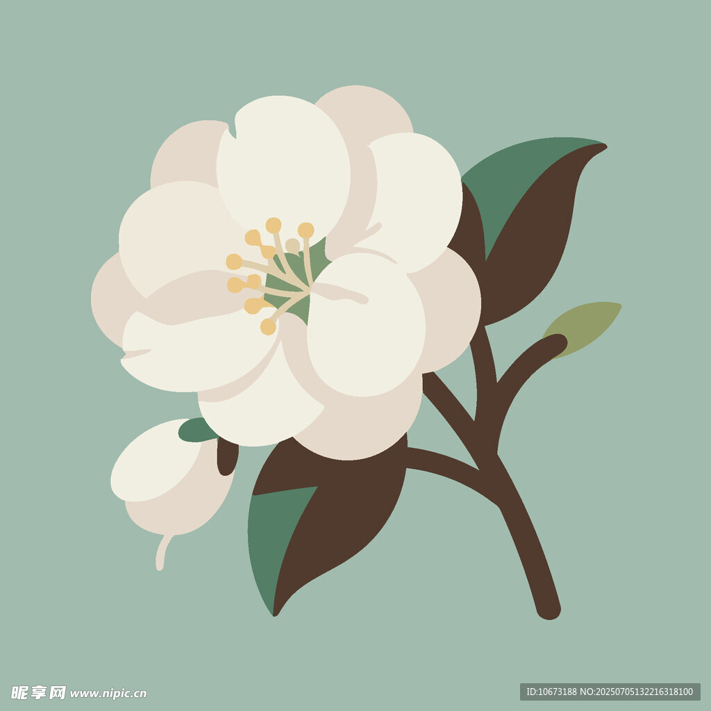 手绘白色花卉插画