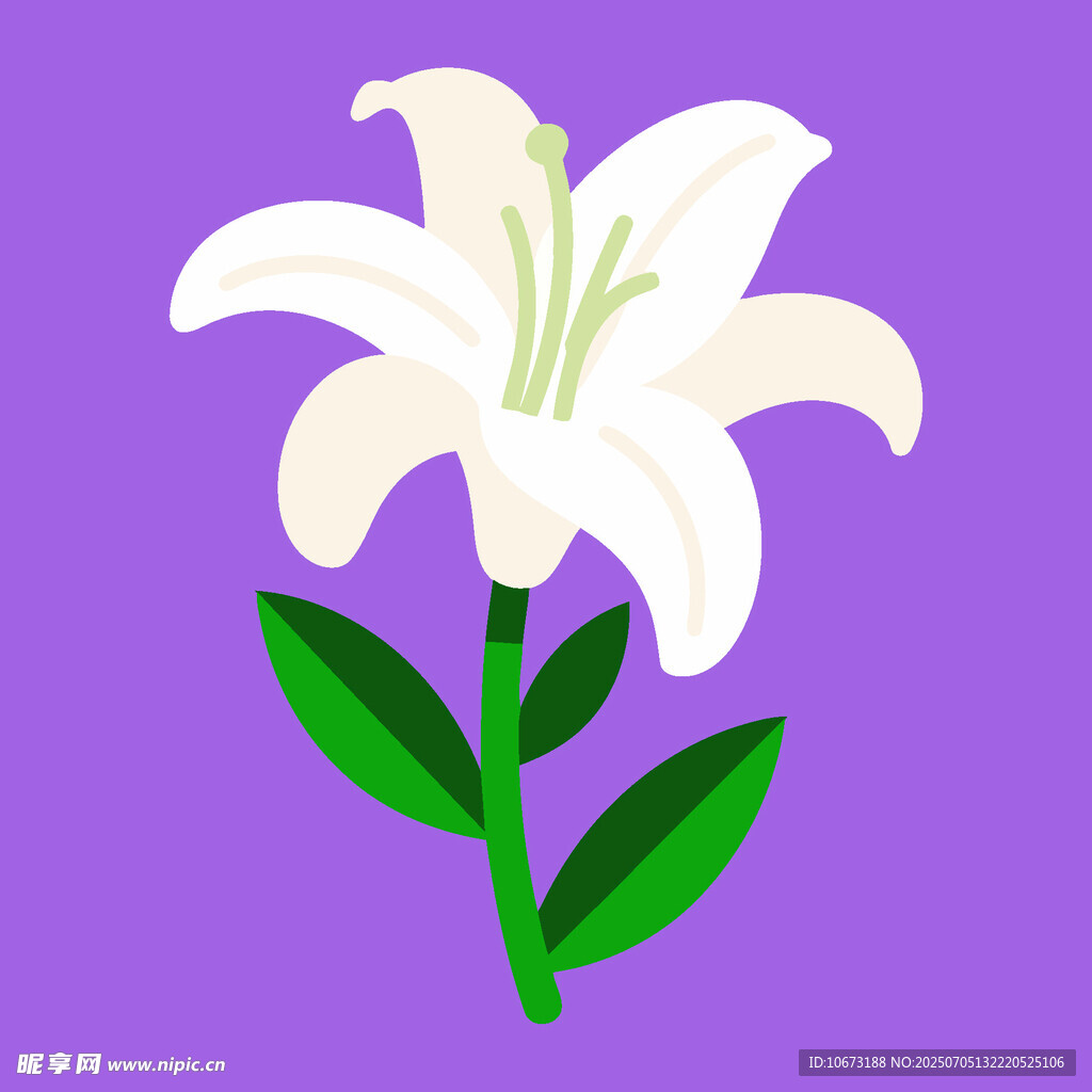 白色百合花插画