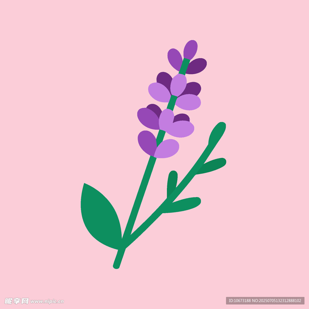 紫色薰衣草插画