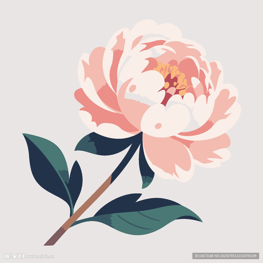 粉色牡丹花插画