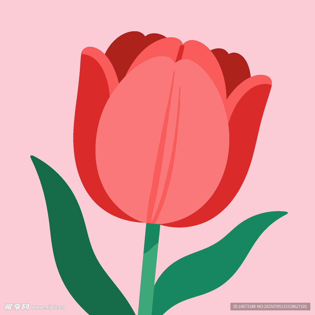 红色郁金香插画