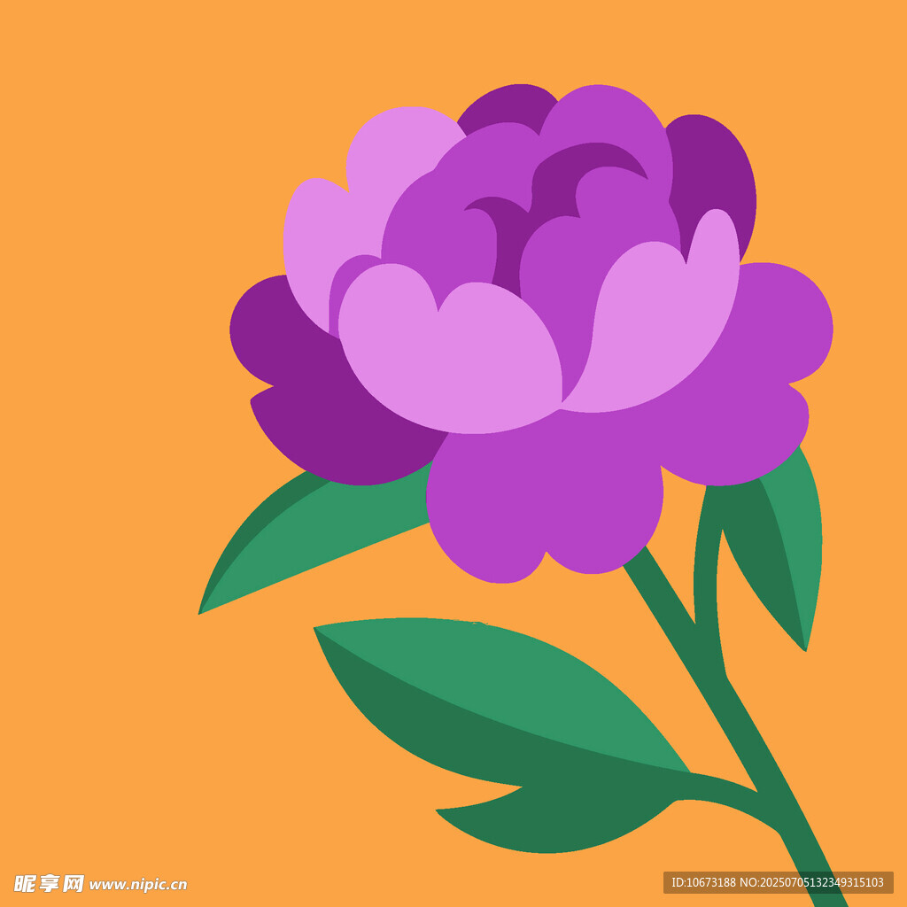 紫色牡丹花插画