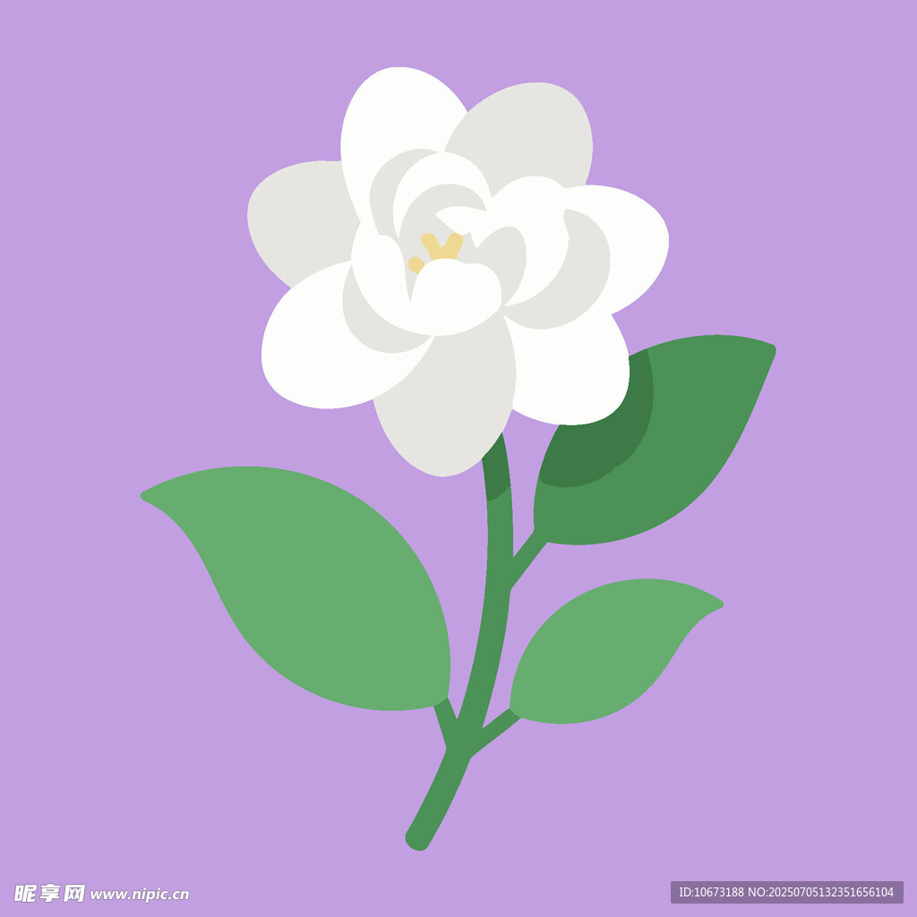 白色茉莉花插画