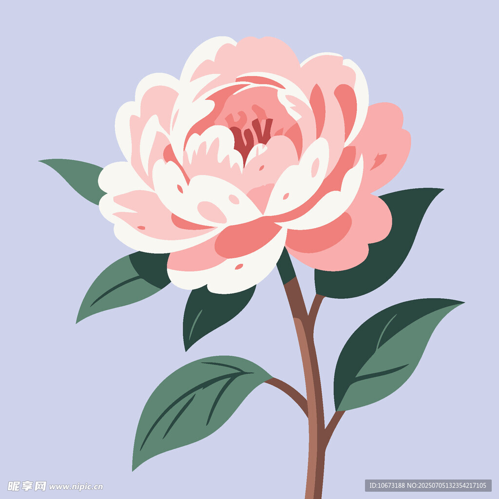 粉色娇艳牡丹花插画