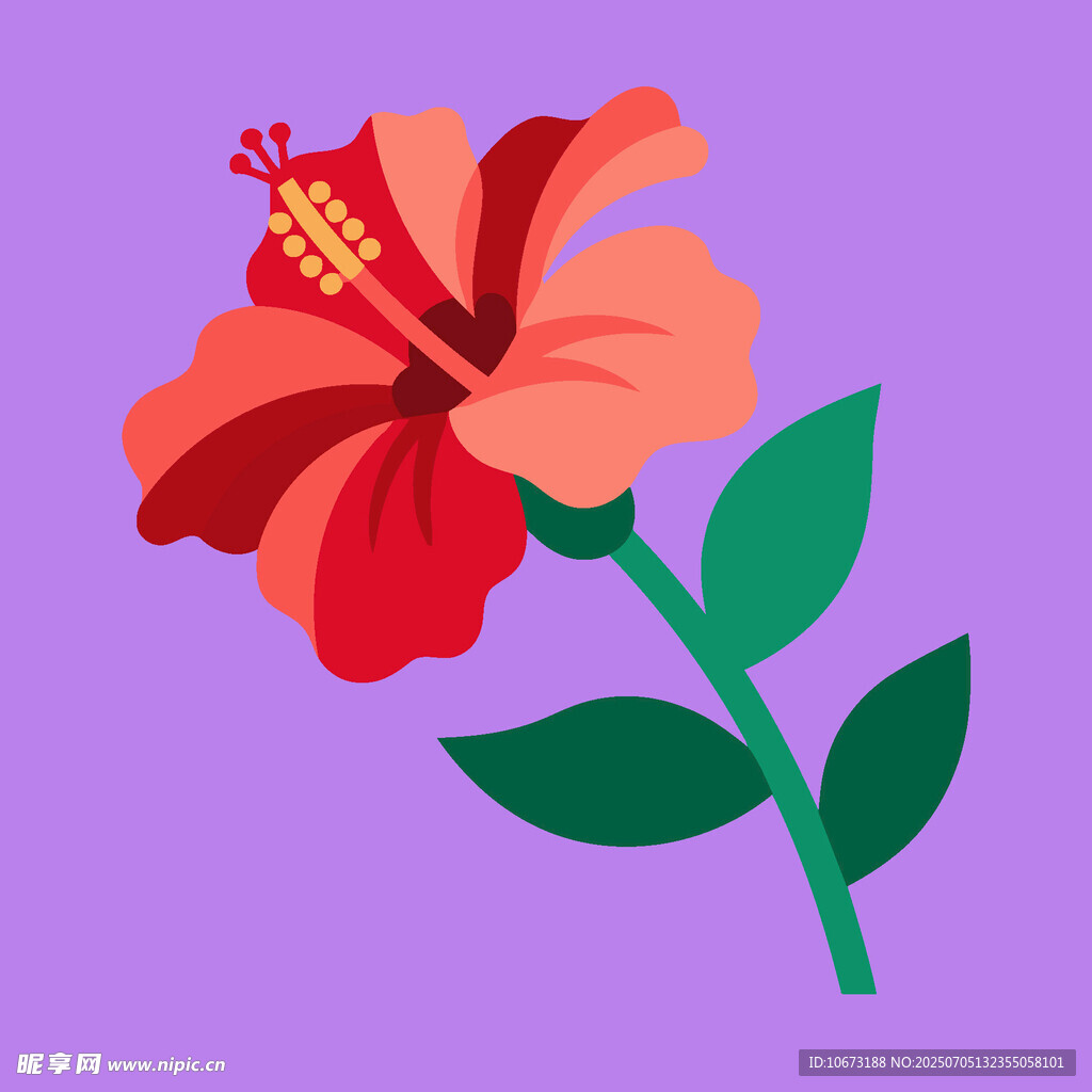鲜艳扶桑花插画