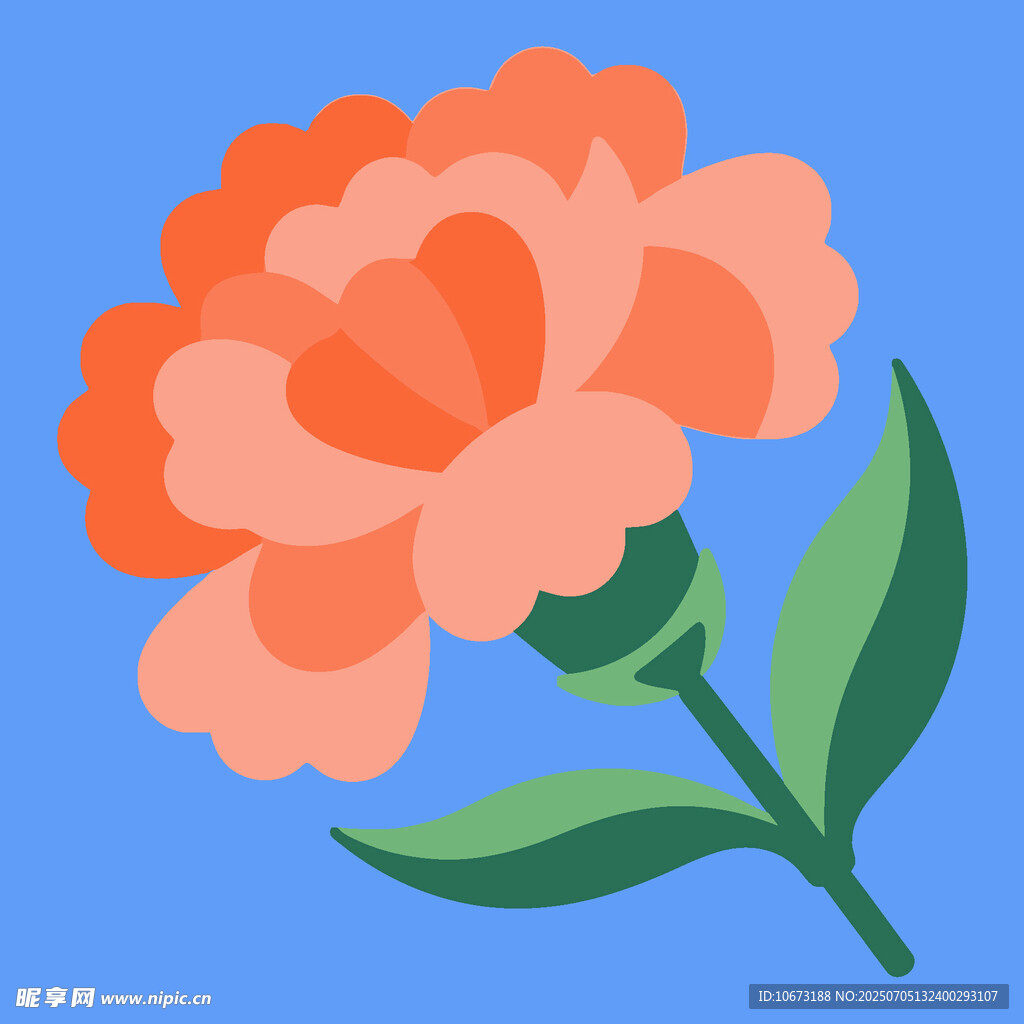 橙色康乃馨插画