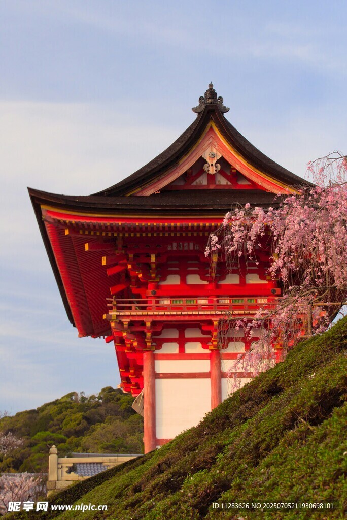 日式红亭旁绽放的樱花