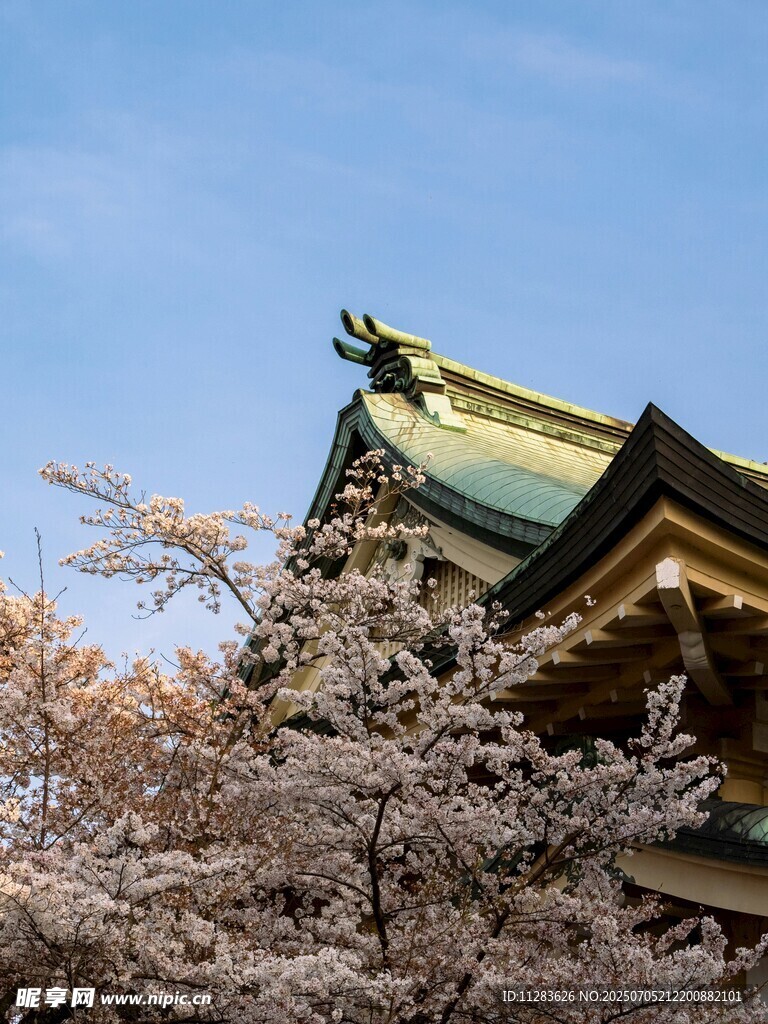 樱花掩映下的古典建筑