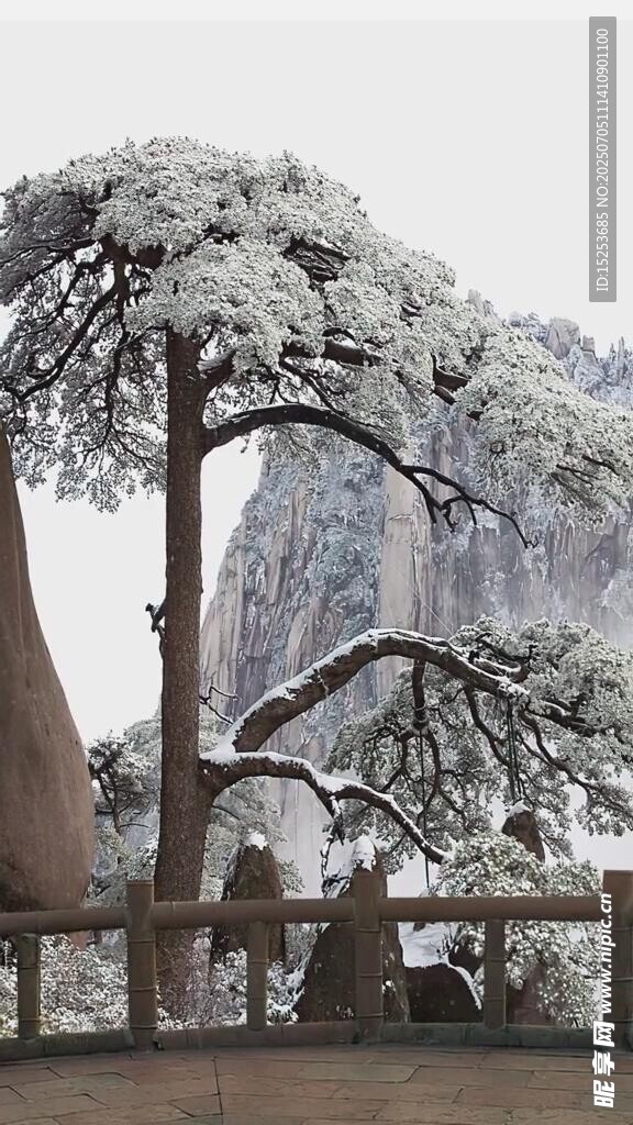 雪后黄山奇松壮丽景观