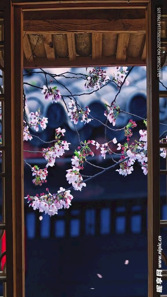 透过窗棂赏烂漫樱花