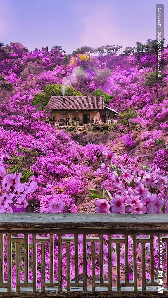紫色花海中的小屋