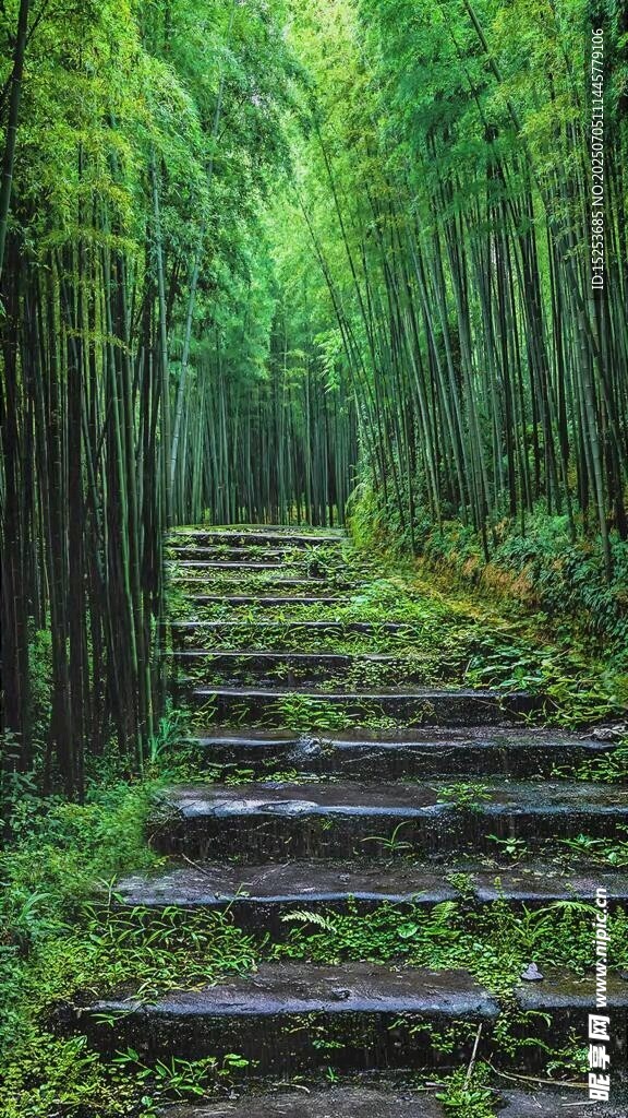 林间木阶漫步清幽竹林