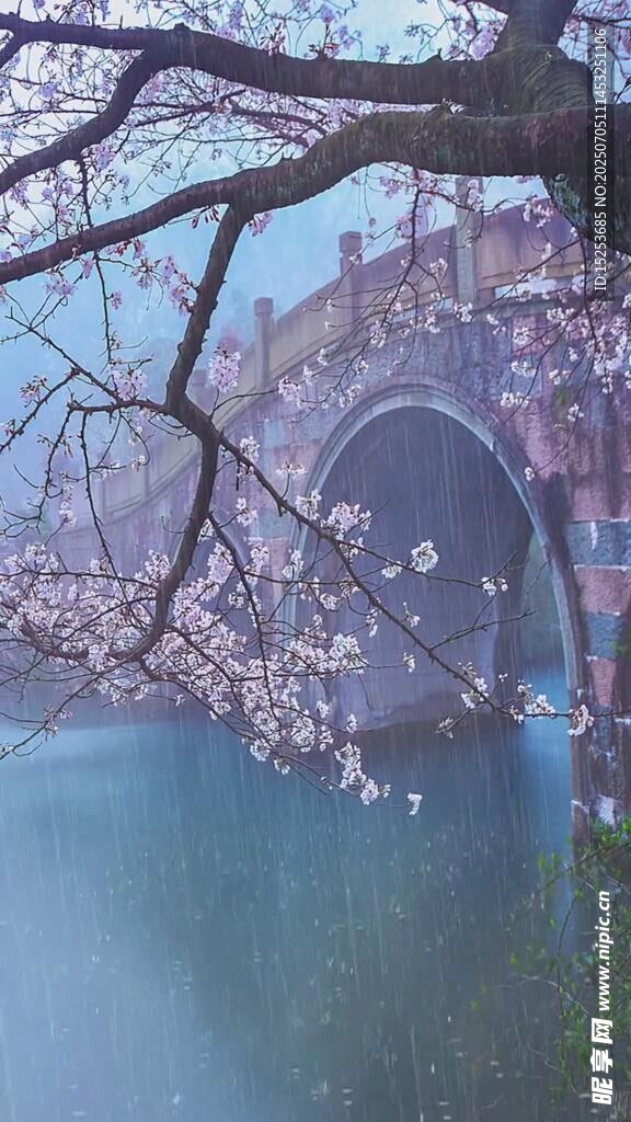 河畔樱花与拱桥美景