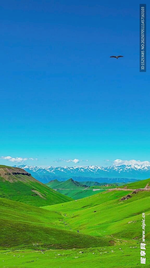 广袤绿野蓝天美景