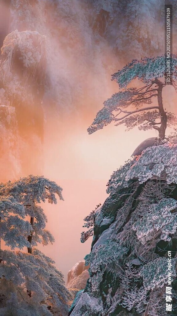 雪覆孤松映霞光