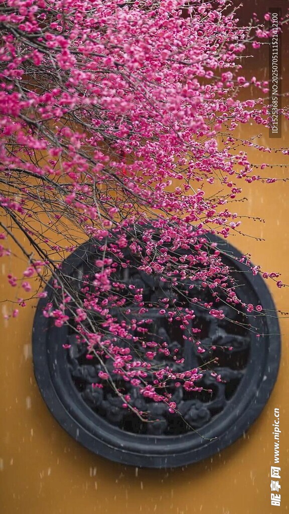 轮胎花盆中的烂漫繁花