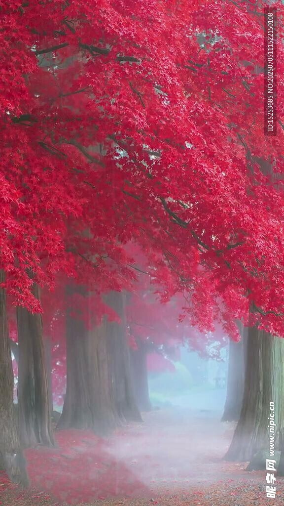 梦幻红枫林荫道