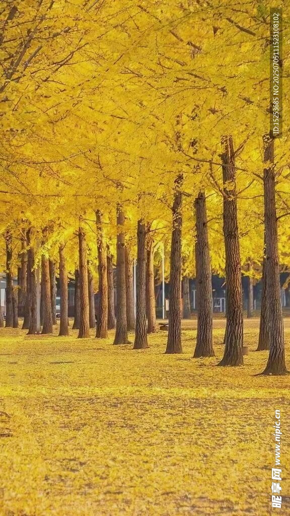 金黄银杏林的秋日美景