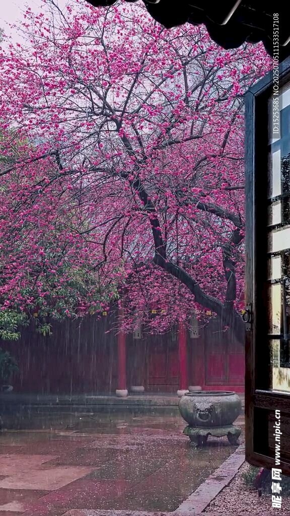 庭院樱花绽放美景