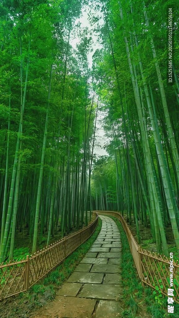竹林间的幽静石板小路