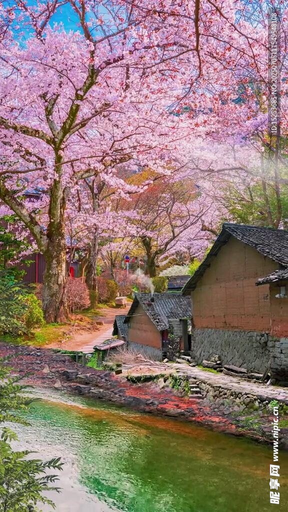 樱花树下的古朴小屋