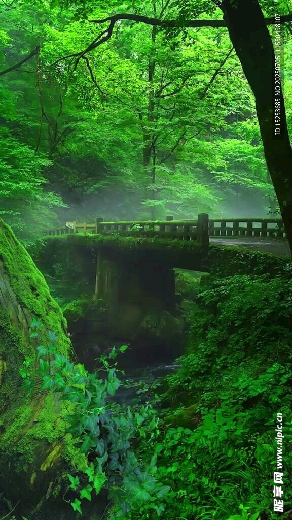 森林中的梦幻木桥