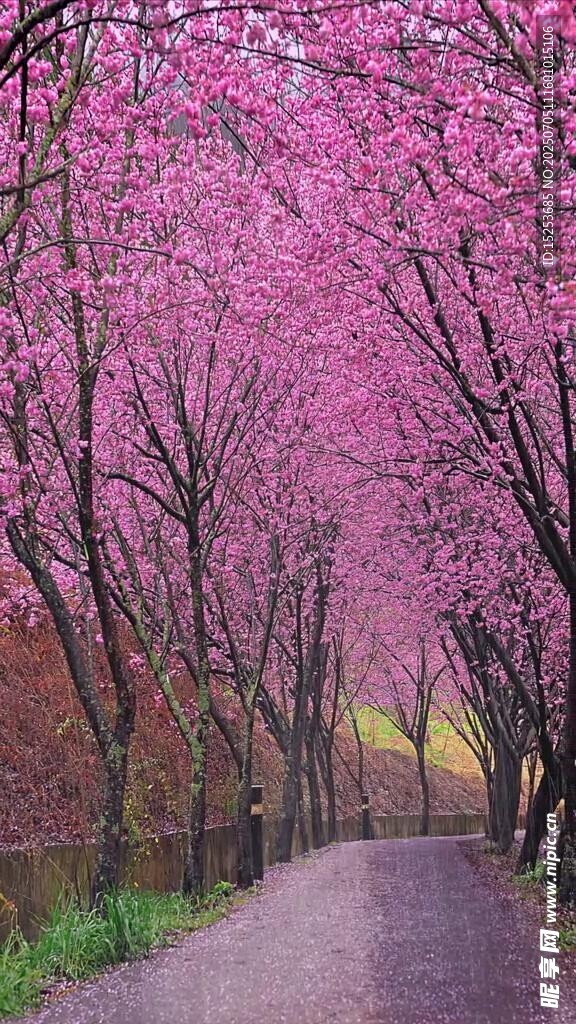 粉色樱花小道浪漫景致