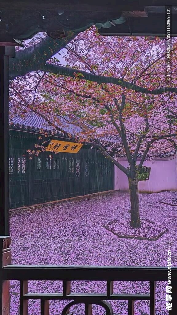 庭院樱花落景