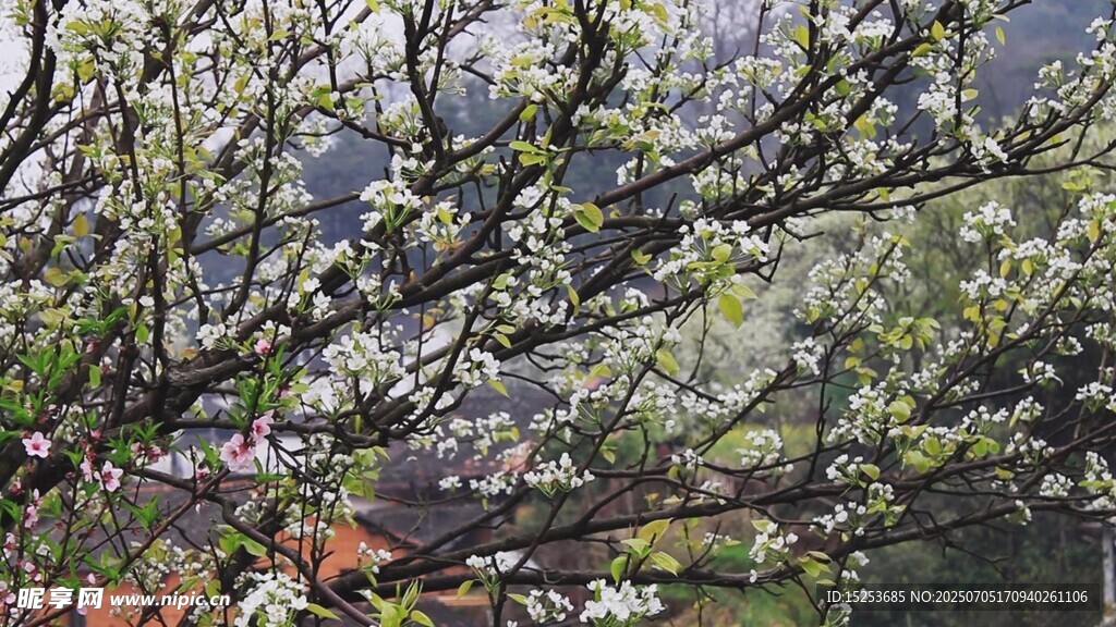 春日繁花满枝的美丽景象