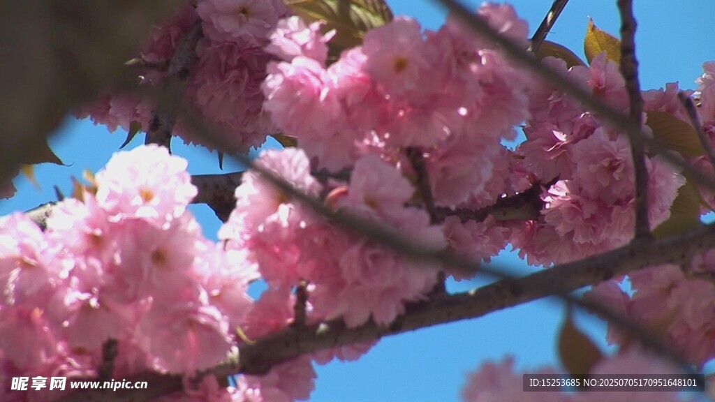 烂漫樱花绽放蓝天