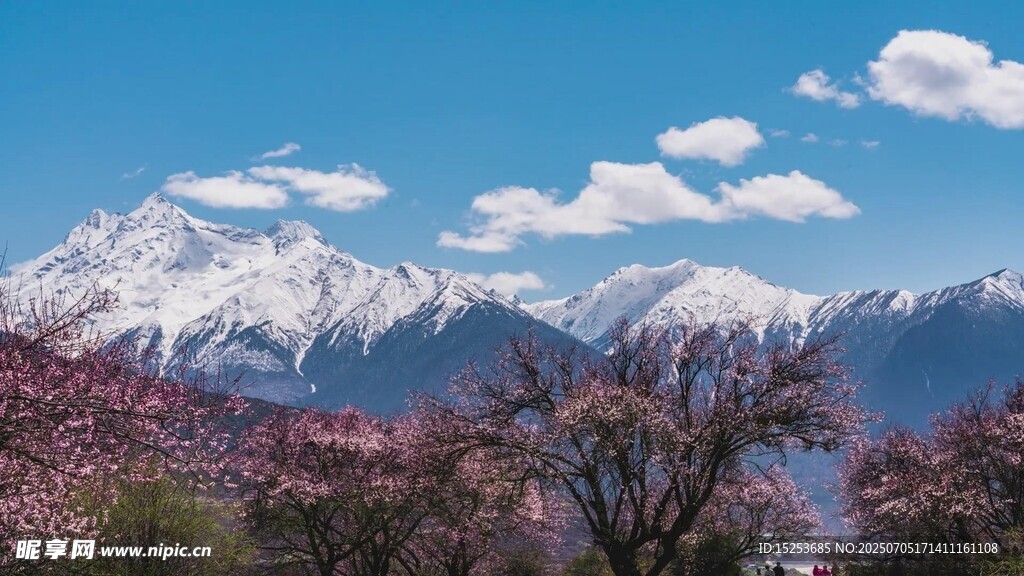 雪山下的绚烂繁花