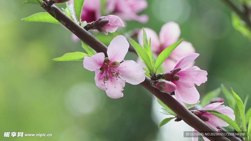 枝头绽放的粉嫩桃花