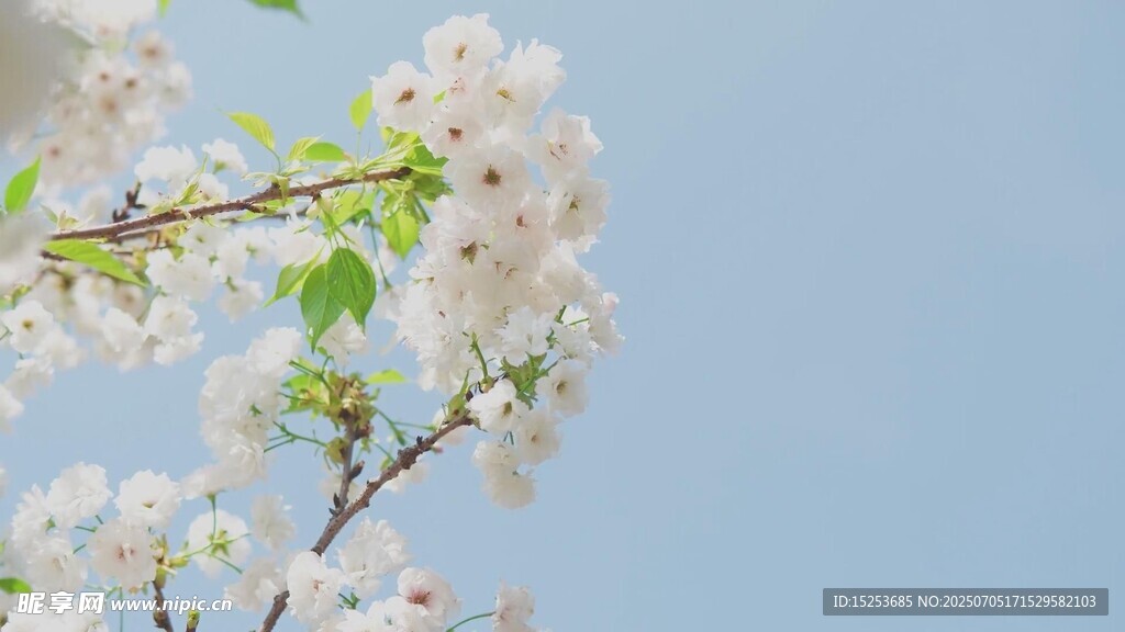 枝头繁花绽蓝天映春景