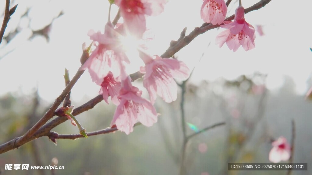 枝头绽放的粉嫩樱花