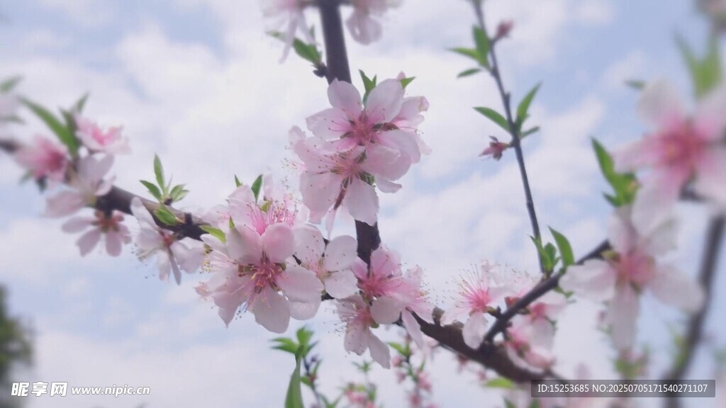 枝头绽放的粉嫩桃花