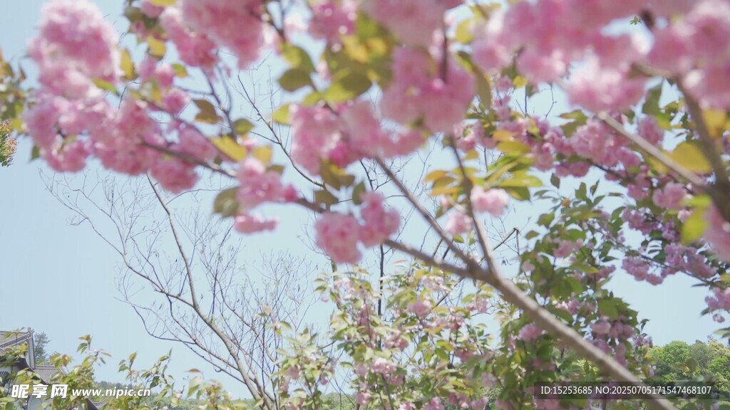 烂漫樱花枝头绽放