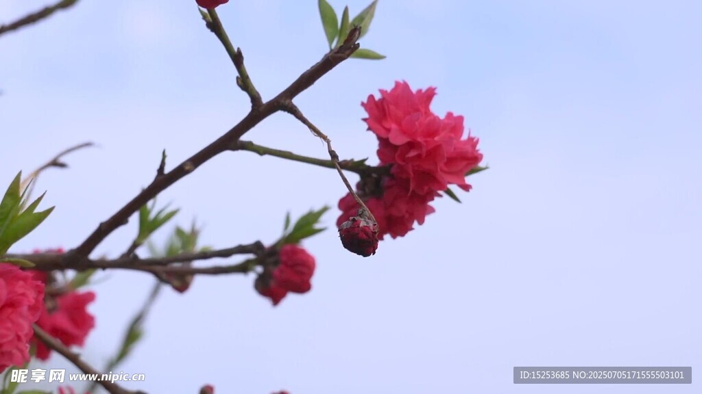 枝头绽放的娇艳红桃花