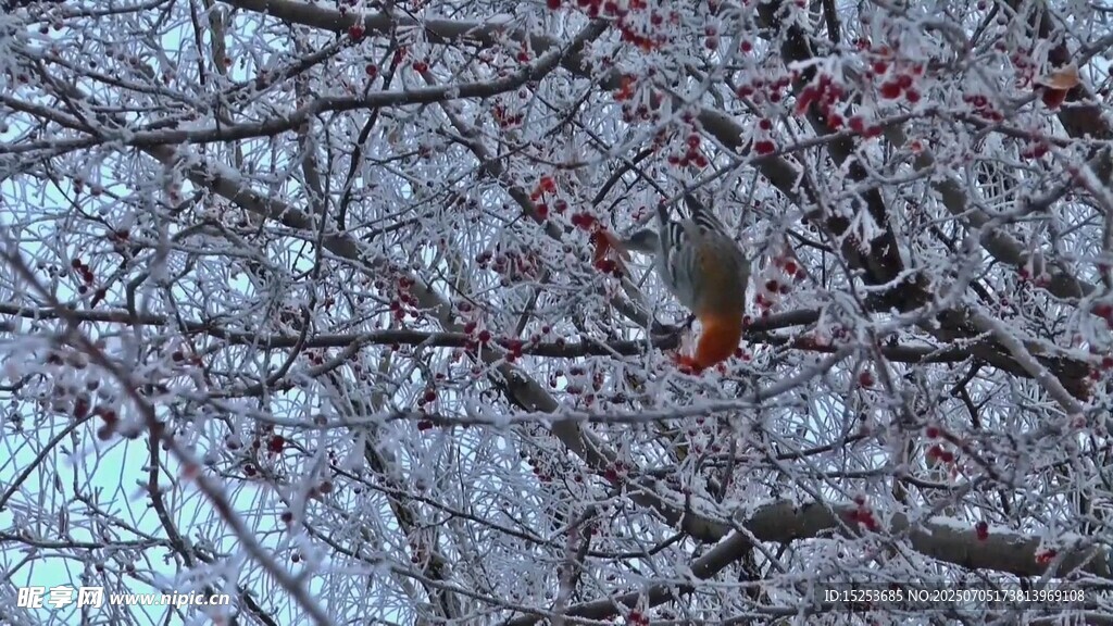 枝头小鸟栖于覆雪树枝间