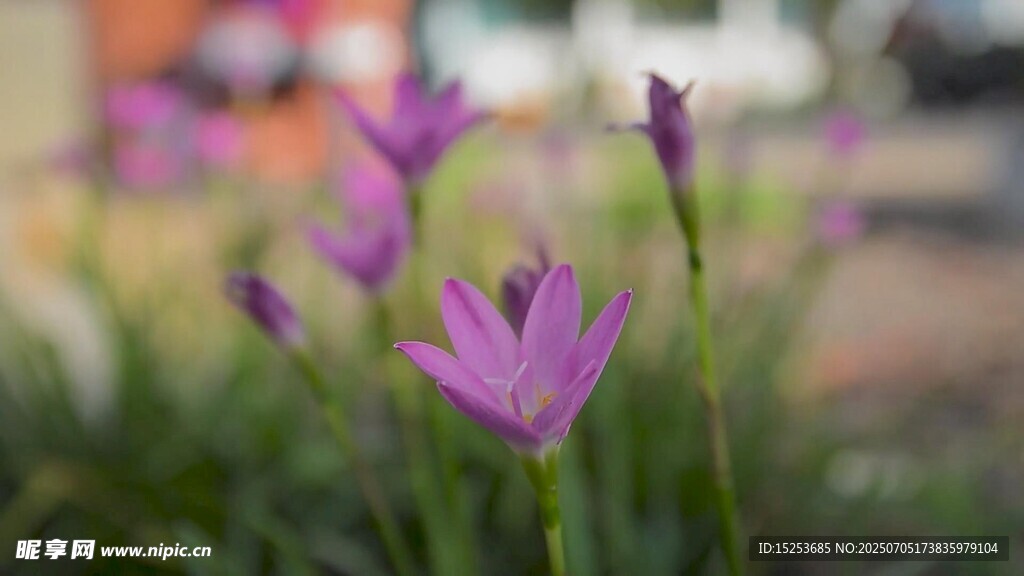 紫色小花绽放于草丛中
