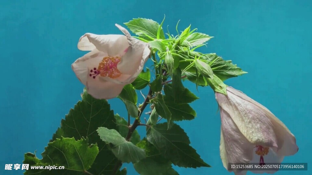两朵绽放的粉色花卉