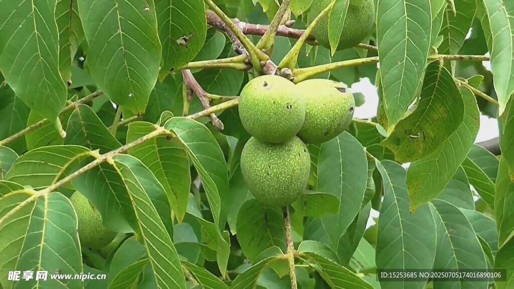 枝头青核桃