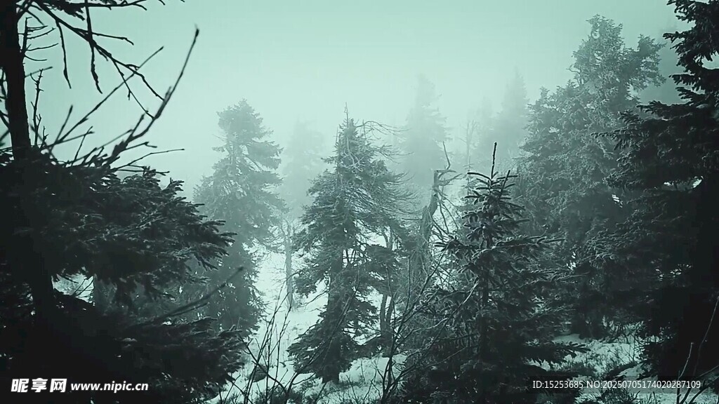 雾中森林雪景