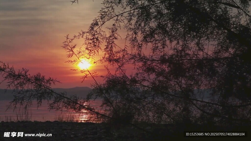 夕阳下的树梢美景