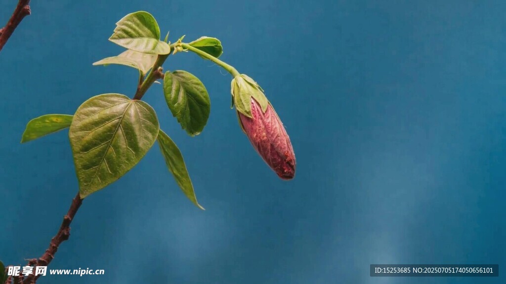 枝头绽放的粉嫩花苞